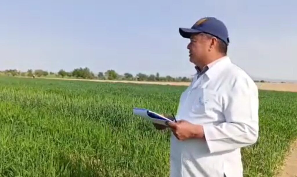 Lalmikor dehqonchilik ilmiy-tadqiqot instituti «Yumshoq bug’doy genetikasi, seleksiyasi va urug’chiligi laboratoriyasi» mudiri Mamatqul Jo’rayev Global iqlim o’zgarishi sharoitida boshoqli don ekinlarining don to’lish fazalari qisqa kunda o’tadigan ultraertapishar navlarini yaratish xozirgi kunda seleksioner olimlar oldida turgan dolzarb vazifalardan biri hisoblanadi. Ushbu dolzarb vazifalardan kelib chiqib lalmikor maydonlar uchun yumshoq bug’doyning yangi ultraertapishar navlarini yaratish bo’yicha ilmiy-tadqiqotlar olib borilmoqda.