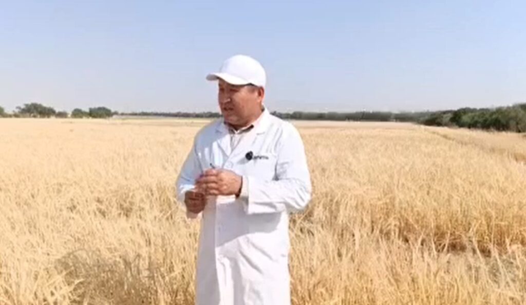 Lalmikor dehqonchilik ilmiy-tadqiqot institutida arpaning funksional un olishga mos, oqsil va foydali mikroelementlarga boy navlarni yaratish yo‘nalishida tadqiqotlar amalga oshirilmoqda. Bu haqda laboratoriya mudiri Abdug‘ofur Xoldorov malumot berdi.