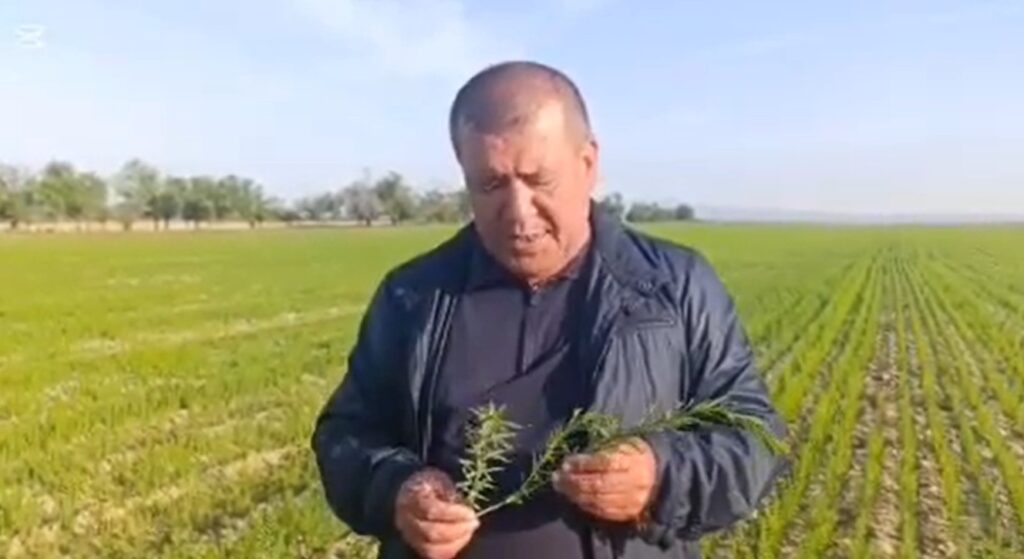 Lalmikor dehqonchilik ilmiy-tadqiqot instituti «Moyli va noan’anaviy ekinlari seleksiyasi va urug’chiligi laboratoriyasi» mudiri Sherali Oripov lalmikor maydonlarida moyli ekinlarga biostumliyatorlar bilan ishlov berish bo’yicha sinovlar natijalarini bayon qildi.